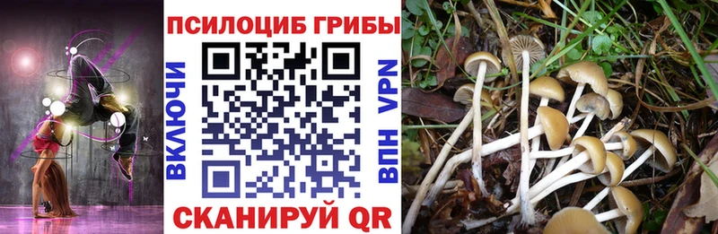 darknet официальный сайт  Сунжа  Псилоцибиновые грибы GOLDEN TEACHER 